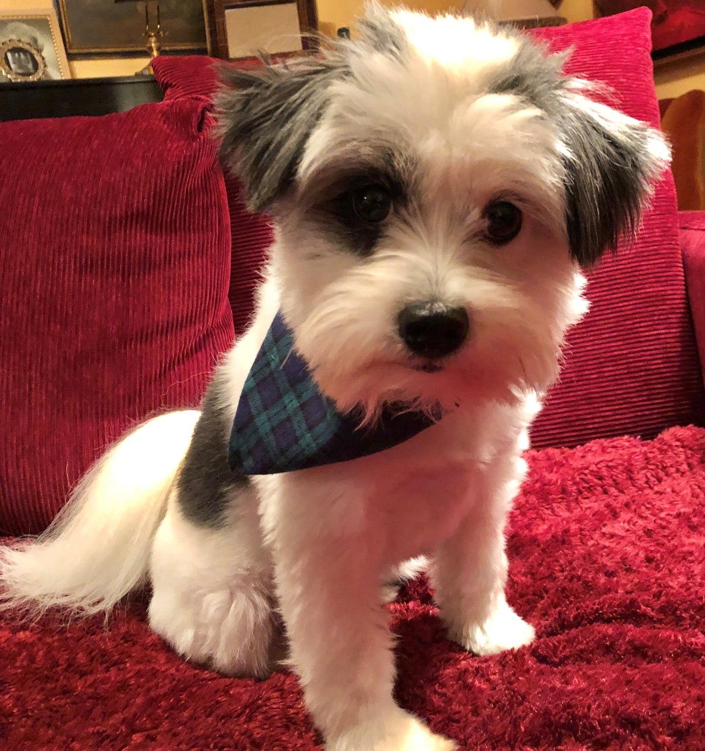 Festive Dog Bandanas